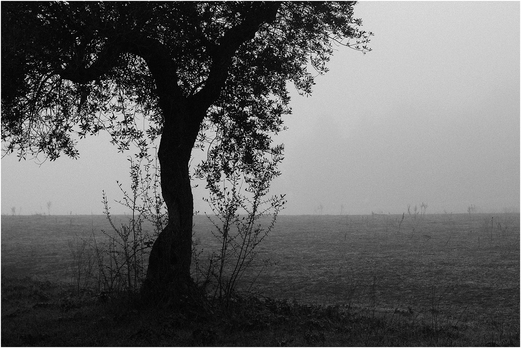 tales of fog and olive trees_0001