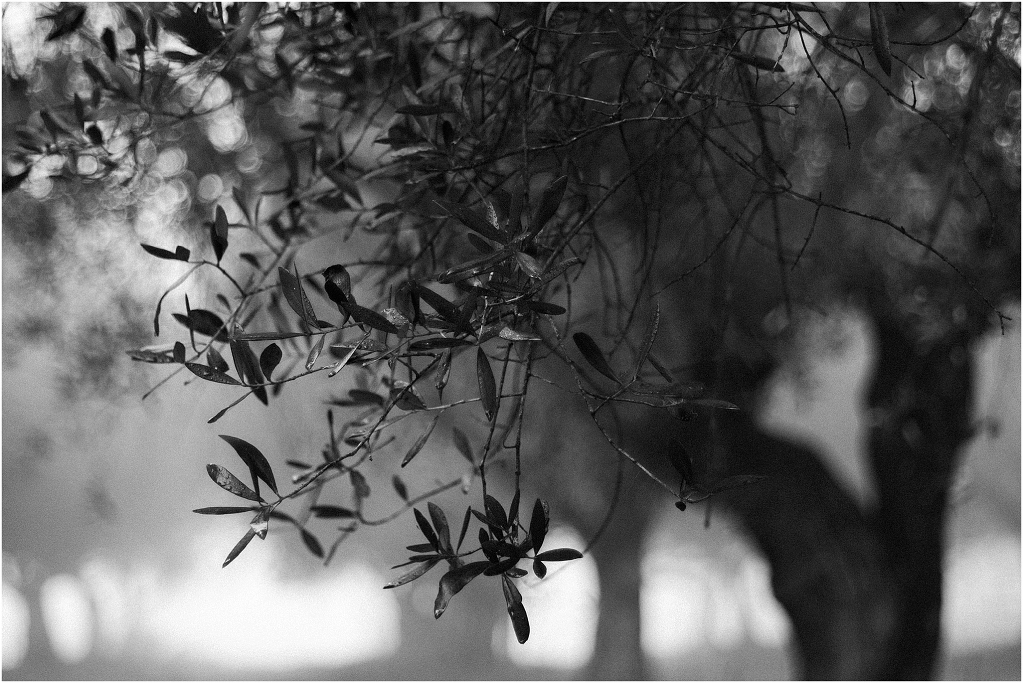 tales of fog and olive trees_0002