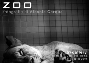 ZOO Alessia Cerqua 